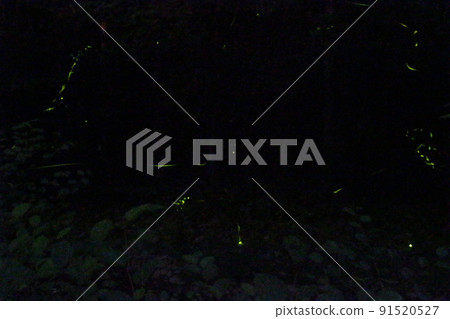 螢火蟲之舞 源氏螢火蟲米司矢部町[兵庫縣] 91520527