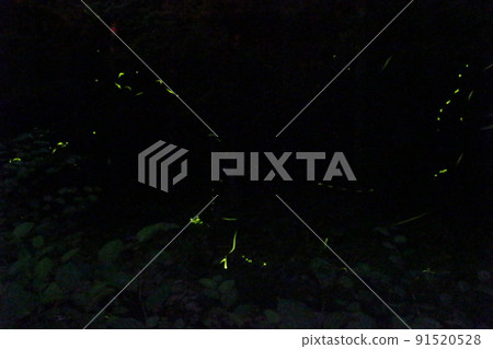 螢火蟲之舞 源氏螢火蟲米司矢部町[兵庫縣] 91520528