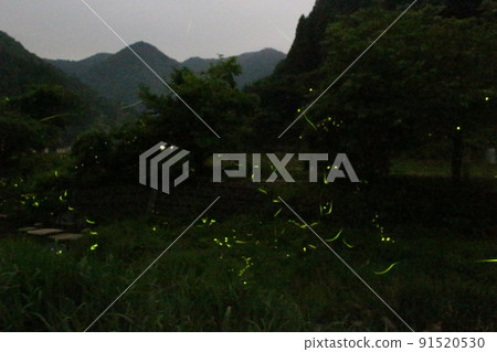 螢火蟲之舞 源氏螢火蟲米司矢部町[兵庫縣] 91520530