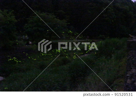 螢火蟲之舞 源氏螢火蟲米司矢部町[兵庫縣] 91520531