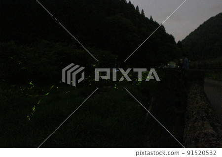 螢火蟲之舞 源氏螢火蟲米司矢部町[兵庫縣] 91520532