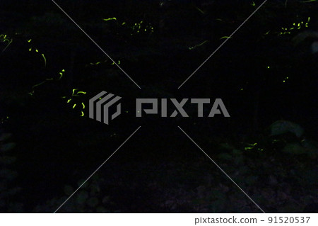 Firefly Dance Genji Firefly Yoneji Yabu Town [Hyogo Prefecture] 91520537