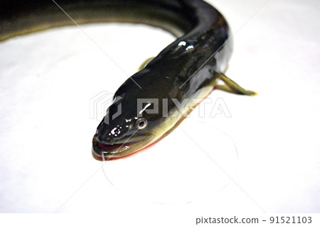 I took a picture of a natural eel caught in the Sagami River with a white background. 91521103