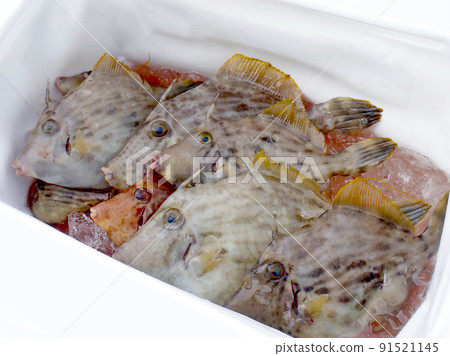 The fish bodies of the real filefish caught in the cooler box. The background is blown white. 91521145