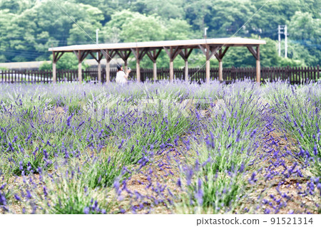 Lavender fields and women 91521314