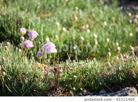 Almeria Hamakanzasashi Almeria Hamakanzasashi 91521408