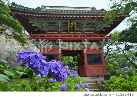 Amabiki Kannon境內盛開的繡球花和Niomon Amabiki Kannon境內盛開的繡球花和Niomon 91521419