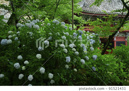 Amabiki Kannon境內盛開的繡球花和Niomon Amabiki Kannon境內盛開的繡球花和Niomon 91521431