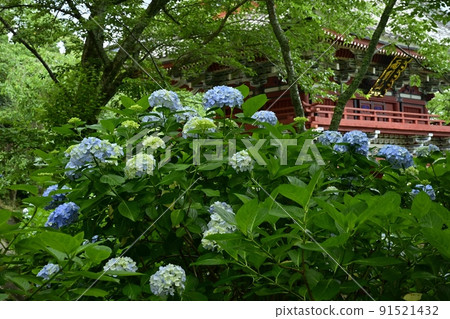 Amabiki Kannon境內盛開的繡球花和Niomon Amabiki Kannon境內盛開的繡球花和Niomon 91521432