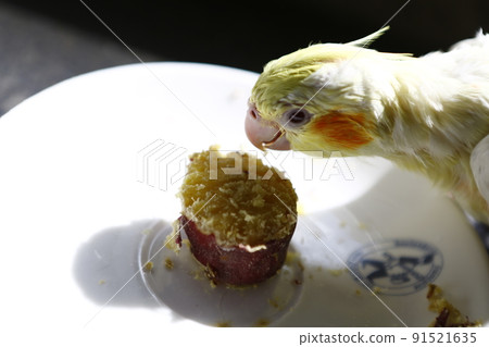 pet pet 91521635