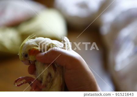 寵物 寵物 91521643