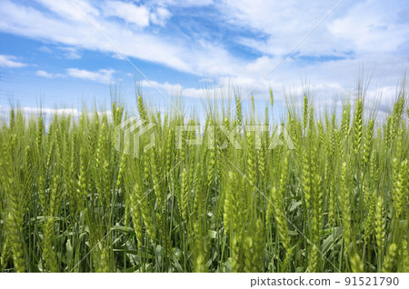 Wheat field 91521790