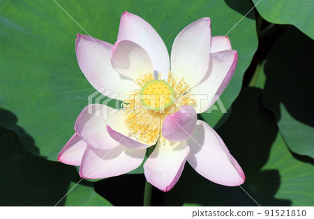 Oga lotus of light pink color due to intense heat and light rain Oga lotus of light pink color due to intense heat and light rain 91521810