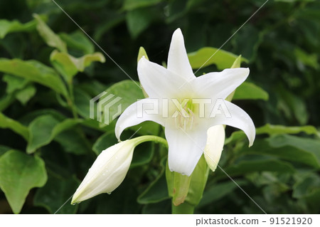 橙色河百合開始開花 橙色河百合開始開花 91521920