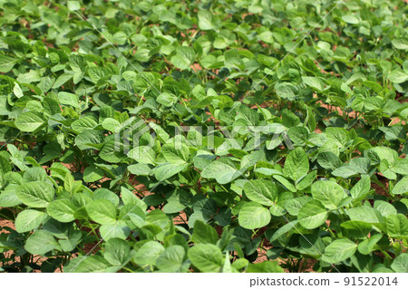 綠豆苗（茶豆和大豆）有序種植的田地照片。 91522014