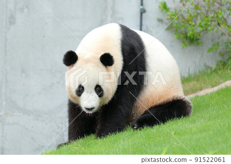 白濱熊貓 91522061