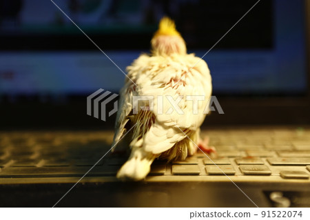 幼鳥 幼鳥 91522074