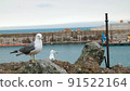 Ulleungdo Gull 91522164
