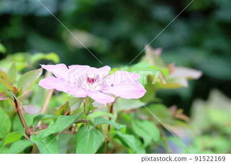 Profile of Clematis Profile of Clematis 91522169