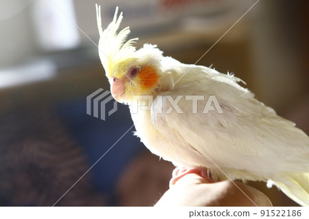 幼鳥 幼鳥 91522186