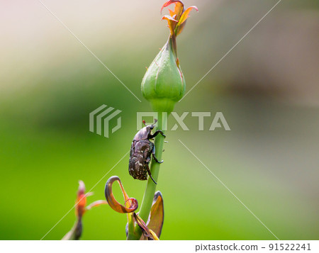 Scarab beetle climbs 91522241
