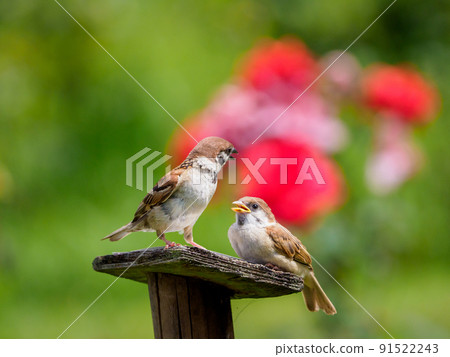 Sparrows staring at each other 91522243
