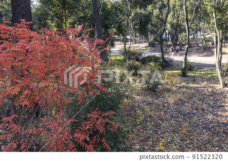 初冬公園、秋葉與運動俱樂部的兒童景觀 4 91522320