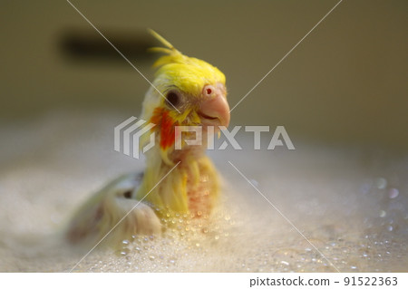 幼鳥 幼鳥 91522363