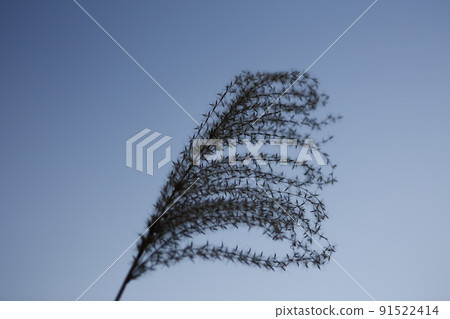 芒草 芒草 91522414