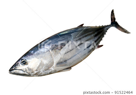 像砲彈一樣肥碩流線型的大鰹魚身體(白色背景的摳圖) 像砲彈一樣肥碩流線型的大鰹魚身體(白色背景的摳圖) 91522464