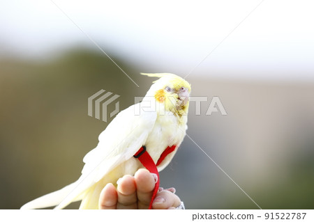 寵物 91522787