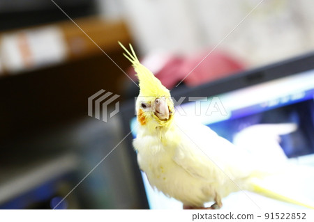 寵物 寵物 91522852