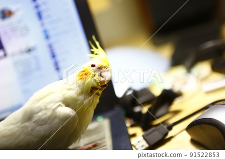 寵物 寵物 91522853