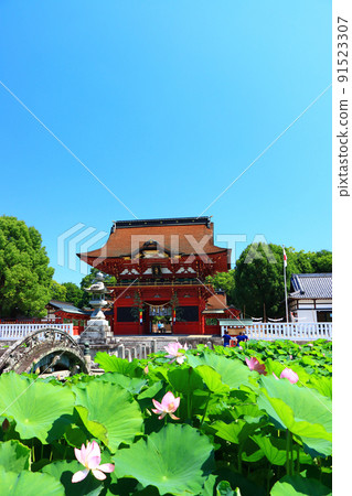 Scenery of Okazaki City, Iga Hachimangu Shrine and lotus 91523307