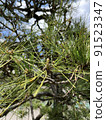 松樹了 91523347