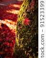 A piece of autumn leaves on a mossy tree 91523399