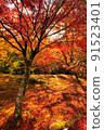 A tree standing on a carpet of autumn leaves 91523401