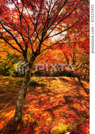 一棵樹站在秋葉地毯上 一棵樹站在秋葉地毯上 91523401