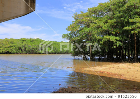 紅樹林自然生長的宮良川 / 沖繩縣石垣市 91523556