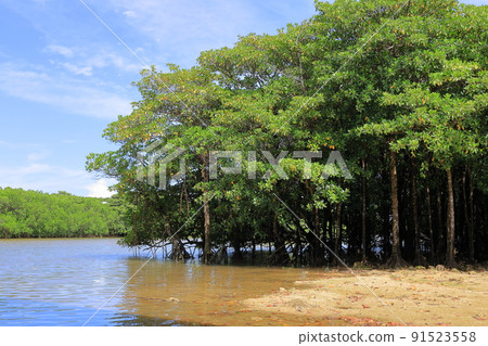 Miyara River where mangroves grow naturally / Ishigaki City, Okinawa Prefecture 91523558