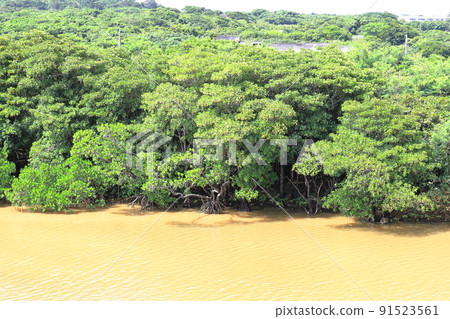 紅樹林自然生長的宮良川 / 沖繩縣石垣市 91523561