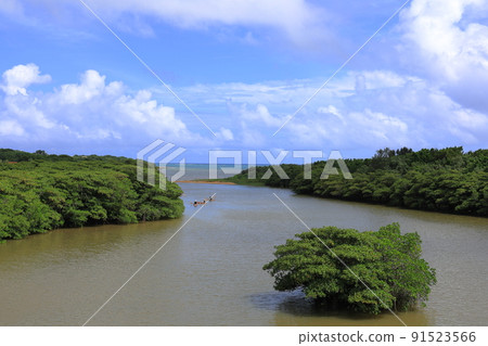 紅樹林自然生長的宮良川 / 沖繩縣石垣市 91523566