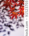 Autumn leaves and shadows 91523703