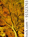 Illuminated yellow leaves 91523763