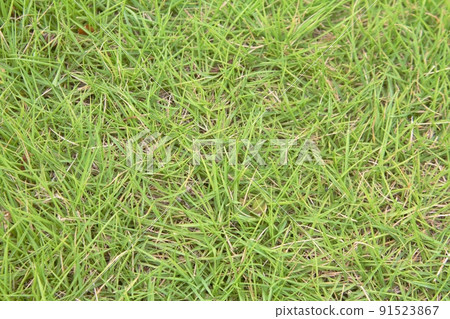 Lively green grass ground Lively green grass ground 91523867
