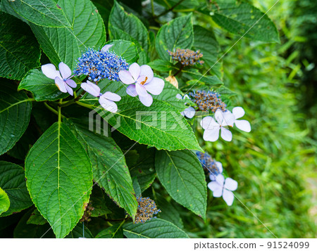 神奈川縣三浦市城島的夏天 91524099