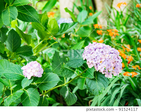 神奈川縣三浦市城島的夏天 91524117