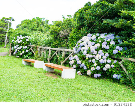 神奈川縣三浦市城島的夏天 91524158