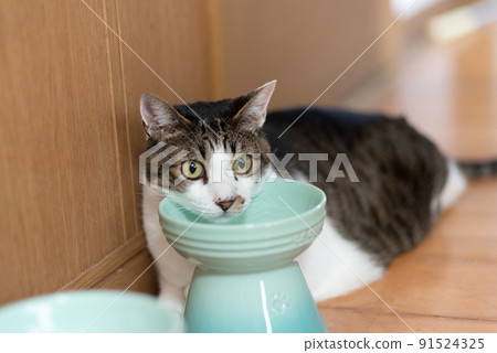 A cat with a unique pose, Kijitora cat 91524325