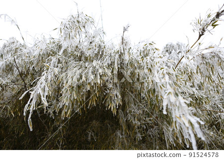 Snowy landscape Snowy landscape 91524578